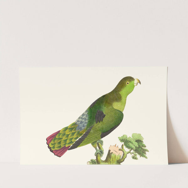 PURPLE-TAILED PARRAKEET by George Shaw