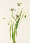 Drummond Pitcherplant. Sarracenia drummondii