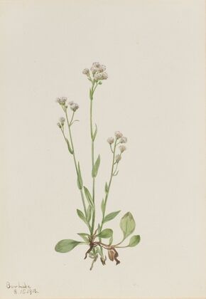 Pussy-Toes (Antennaria racemosa) (1918)