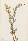 Blue Phlox (Phlox divaricata) (1917)