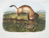 Putorius nigripes, Black-footed Ferret. (Natural size.)