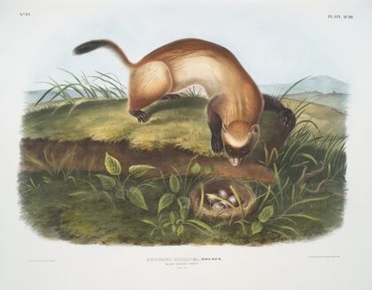 Putorius nigripes, Black-footed Ferret. (Natural size.)
