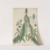 Pycnostachys coerulea by William Jackson Hooker