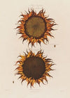 Ripe Sunflower (1799–1810)