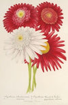 Pyrethrum roseum (variétés jardiniques du)