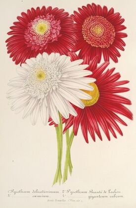 Pyrethrum roseum (variétés jardiniques du)