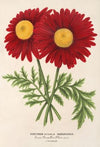 Pyrethrum Souvenir de Vandervinnen