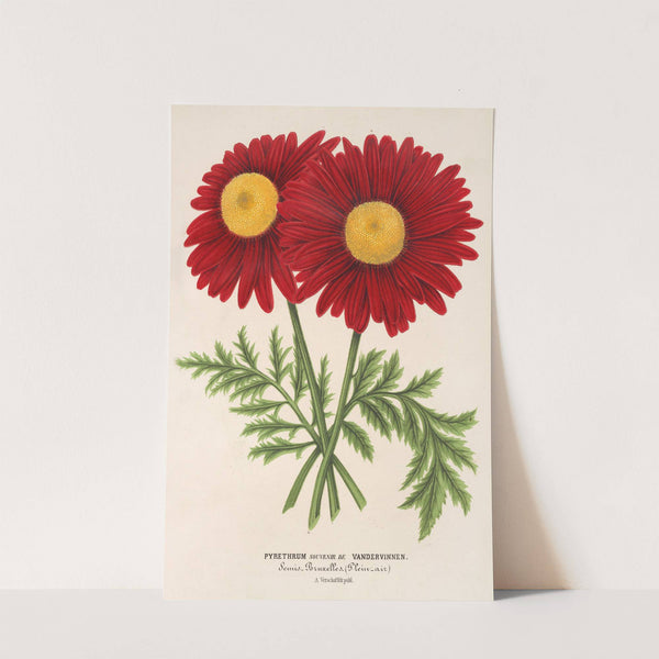 Pyrethrum Souvenir de Vandervinnen by Charles Antoine Lemaire