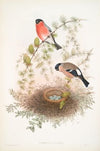 Pyrrhula vulgaris. Bullfinch. (1862-1873)