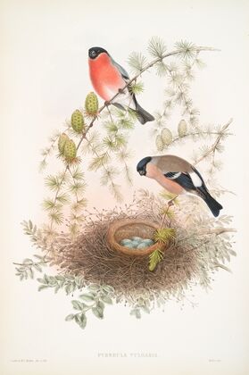 Pyrrhula vulgaris. Bullfinch. (1862-1873)