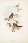 Pyrrhula vulgaris. Bullfinch Young. (1862-1873)