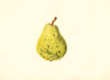 Pyrus communis