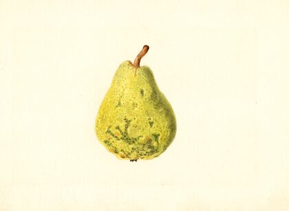 Pyrus communis