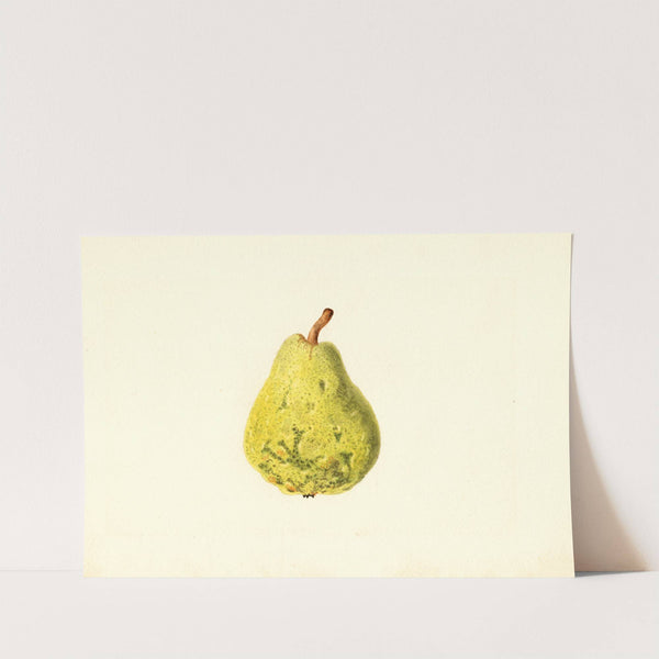 Pyrus communis by James Marion Shull