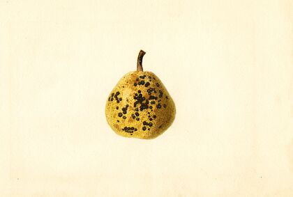 Pyrus communis