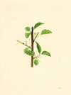 Pyrus communis