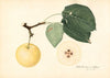 Pyrus communis