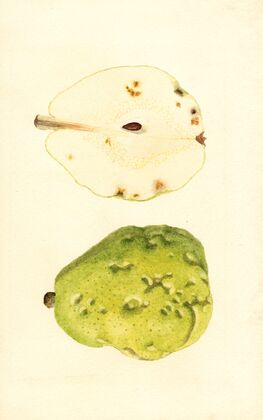 Pyrus communis: Anjou