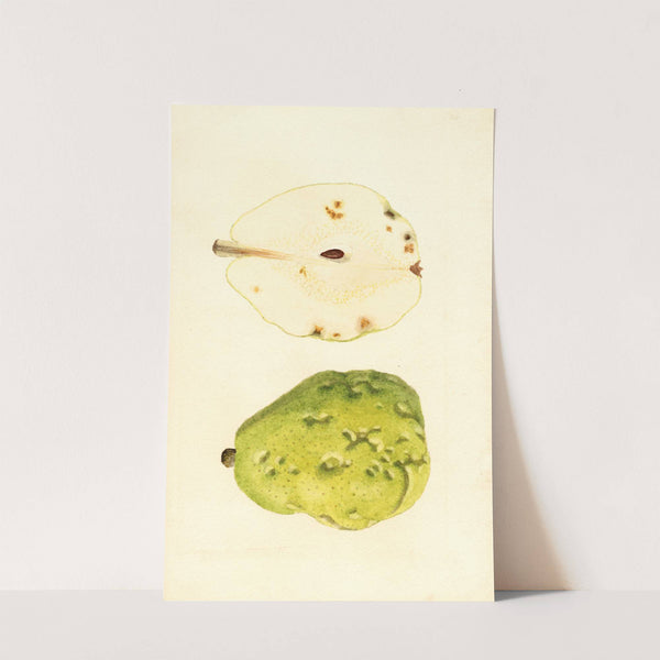 Pyrus communis: Anjou by James Marion Shull