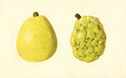 Pyrus communis: Anjou