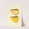 Pyrus communis: Anjou by James Marion Shull