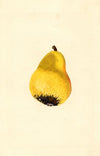 Pyrus communis: Bartlett