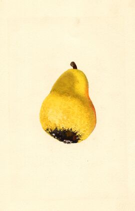 Pyrus communis: Bartlett
