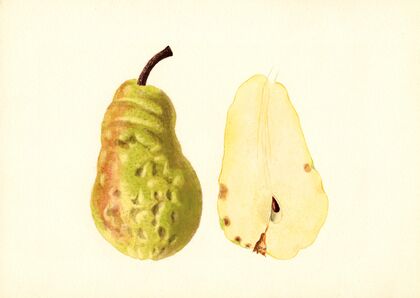 Pyrus communis: Bartlett