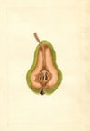 Pyrus communis: Bartlett
