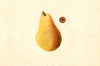Pyrus communis: Bartlett