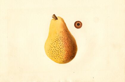 Pyrus communis: Bartlett