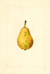Pyrus communis: Bartlett