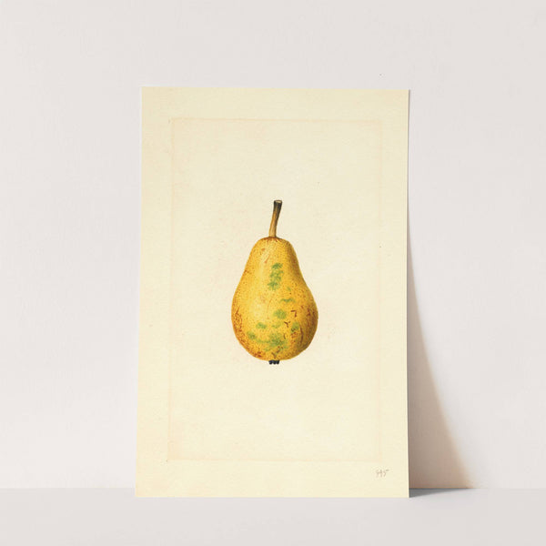 Pyrus communis: Bartlett by James Marion Shull