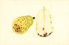 Pyrus communis: Bartlett