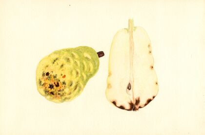 Pyrus communis: Bartlett