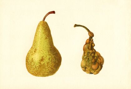 Pyrus communis: Bosc