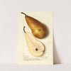 Pyrus communis: Bosc by Ellen Isham Schutt