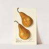 Pyrus communis: Bosc (1910) by Ellen Isham Schutt