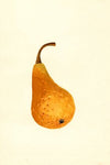 Pyrus communis: Bosc