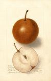 Pyrus communis: Canners Japan