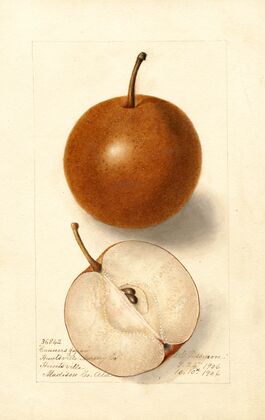 Pyrus communis: Canners Japan