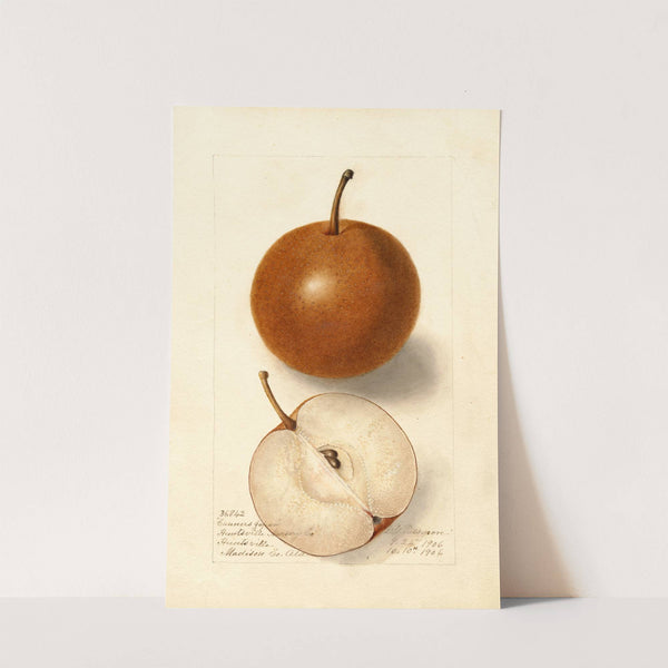 Pyrus communis: Canners Japan by Deborah Griscom Passmore