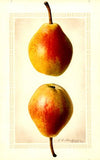 Pyrus communis: Clapps Favorite