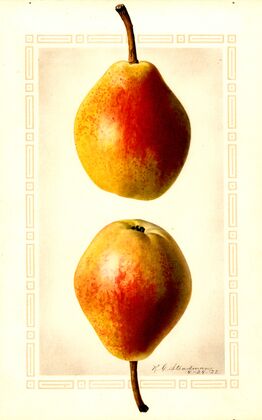 Pyrus communis: Clapps Favorite