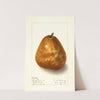 Pyrus communis: Deweys Premium by Ellen Isham Schutt
