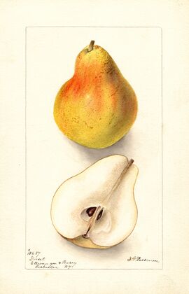 Pyrus communis: Dorsett