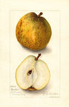 Pyrus communis: Easter