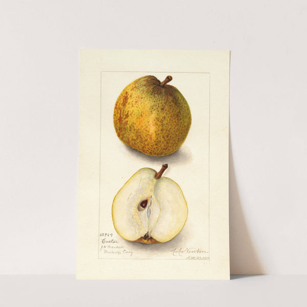 Pyrus communis: Easter by Amanda Almira Newton
