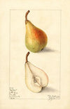 Pyrus communis: Giffard