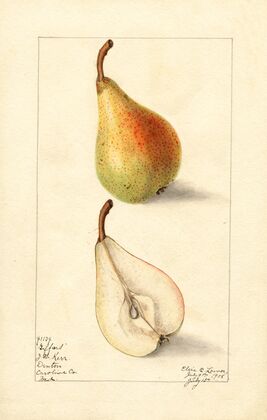 Pyrus communis: Giffard